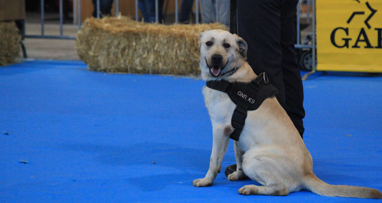 Expozoo sensibiliza para adoção responsável